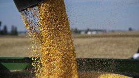 Крым в 2022 году экспортирует за рубеж 350 000 тонн зерна